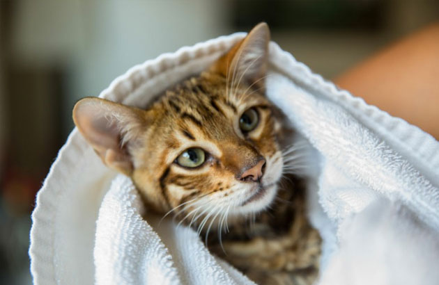 Нужно ли мыть и купать кошку?