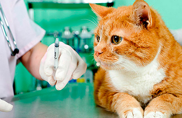 Нужны ли кошке прививки?