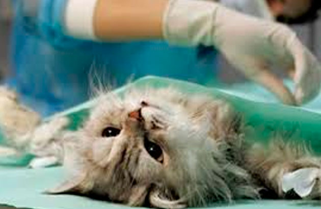 Когда стерилизовать кошку