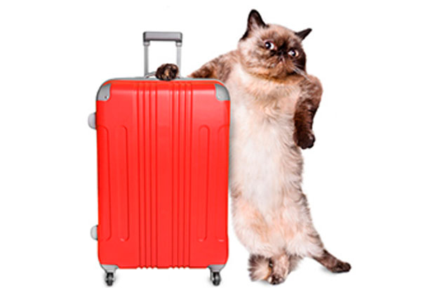Куда пристроить кошку на время отпуска?