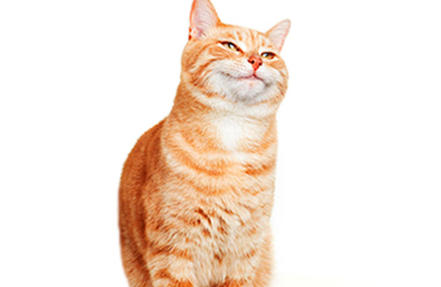 Почему кошка лысеет: причины и лечение облысения у кошек
