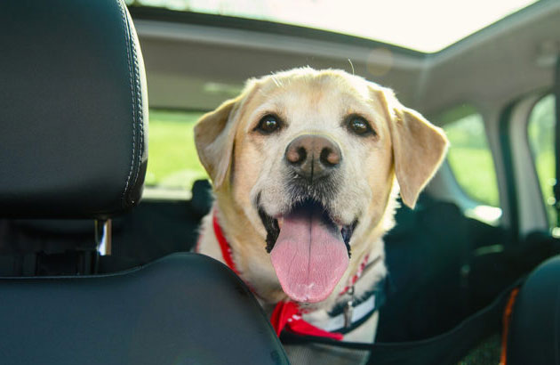 Как перевозить собаку в автомобиле
