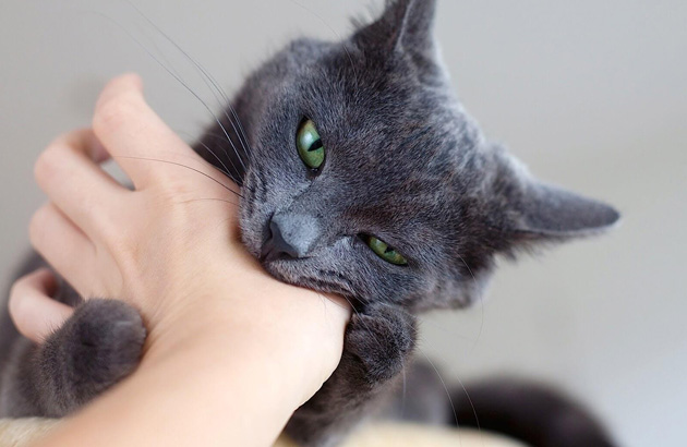 Кошка не даётся чужим людям