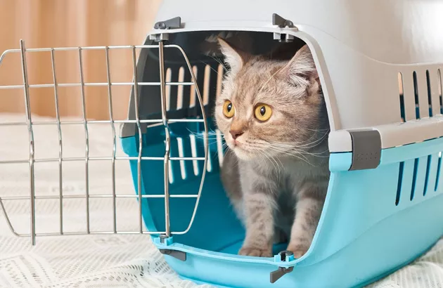 Как приучить кошку к переноске