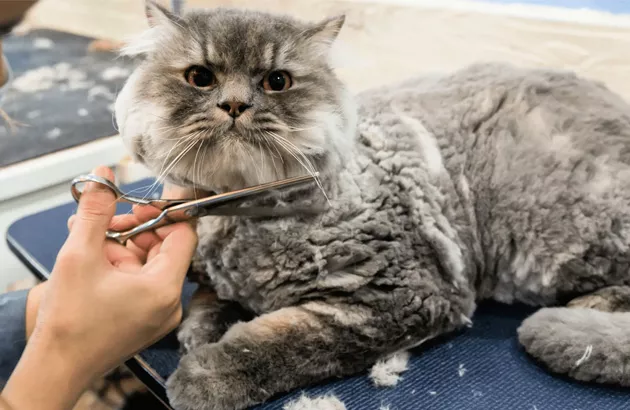 Груминг кошек