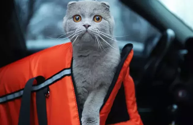 Кошку укачивает в дороге