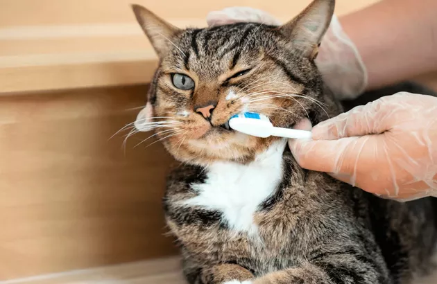 Уход за зубами кошки