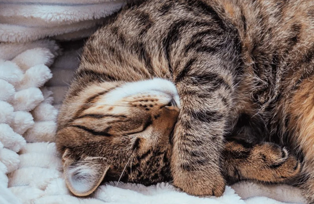 Режим сна кошки